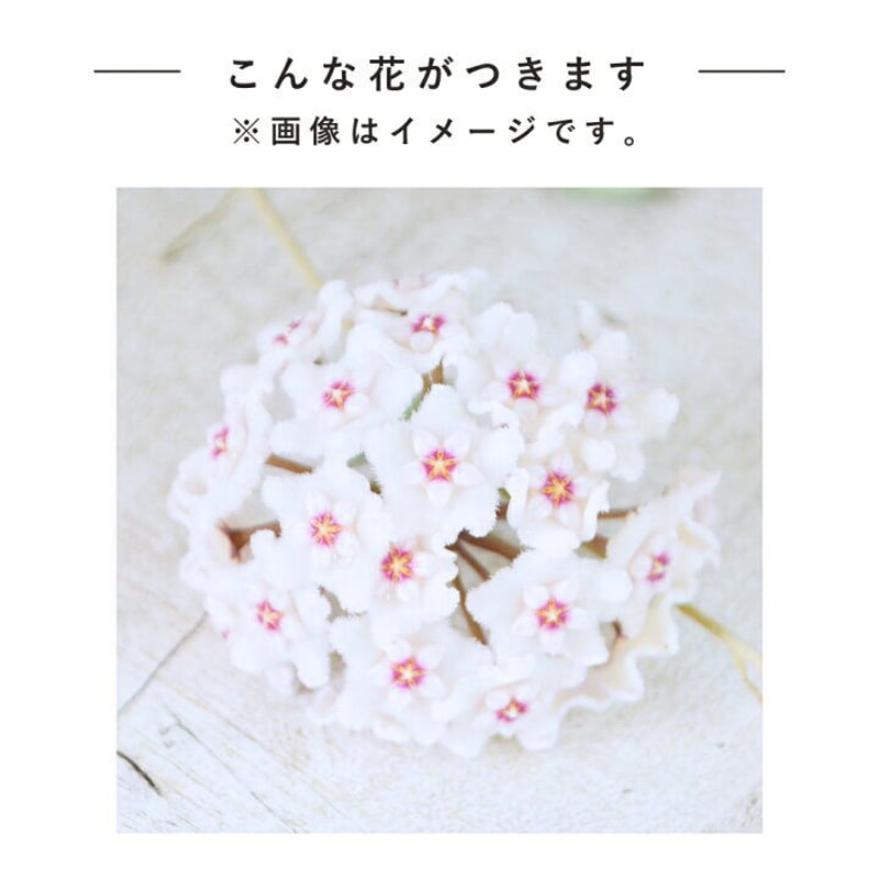 ホヤ マチルダ Hoya mathilde サクララン ホヤ植物 植物 珍奇