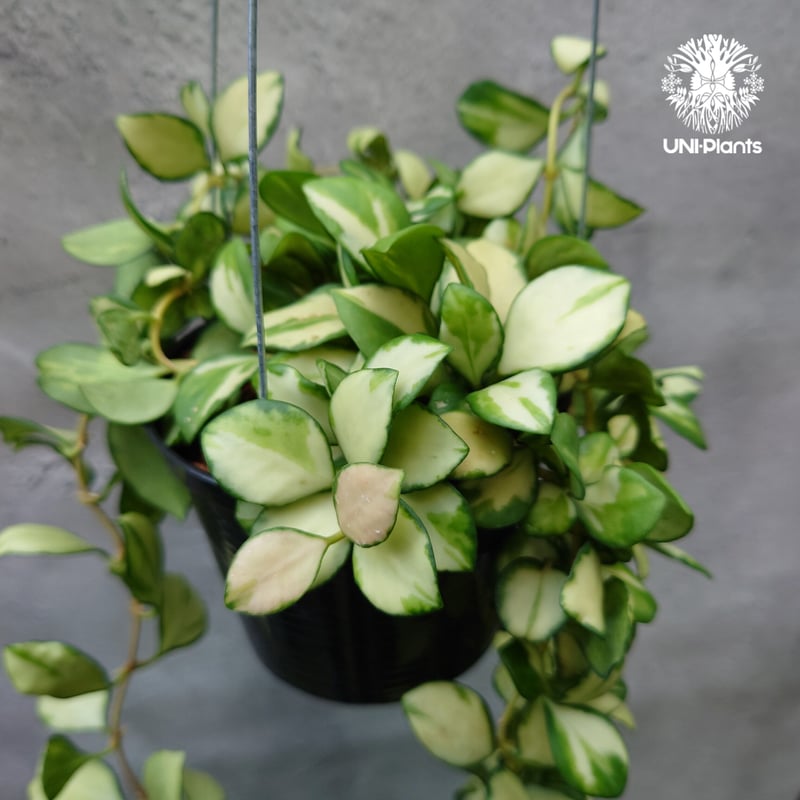 ホヤ ヘウスケリアナ バリエガータ Hoya Heuschkeliana variegata