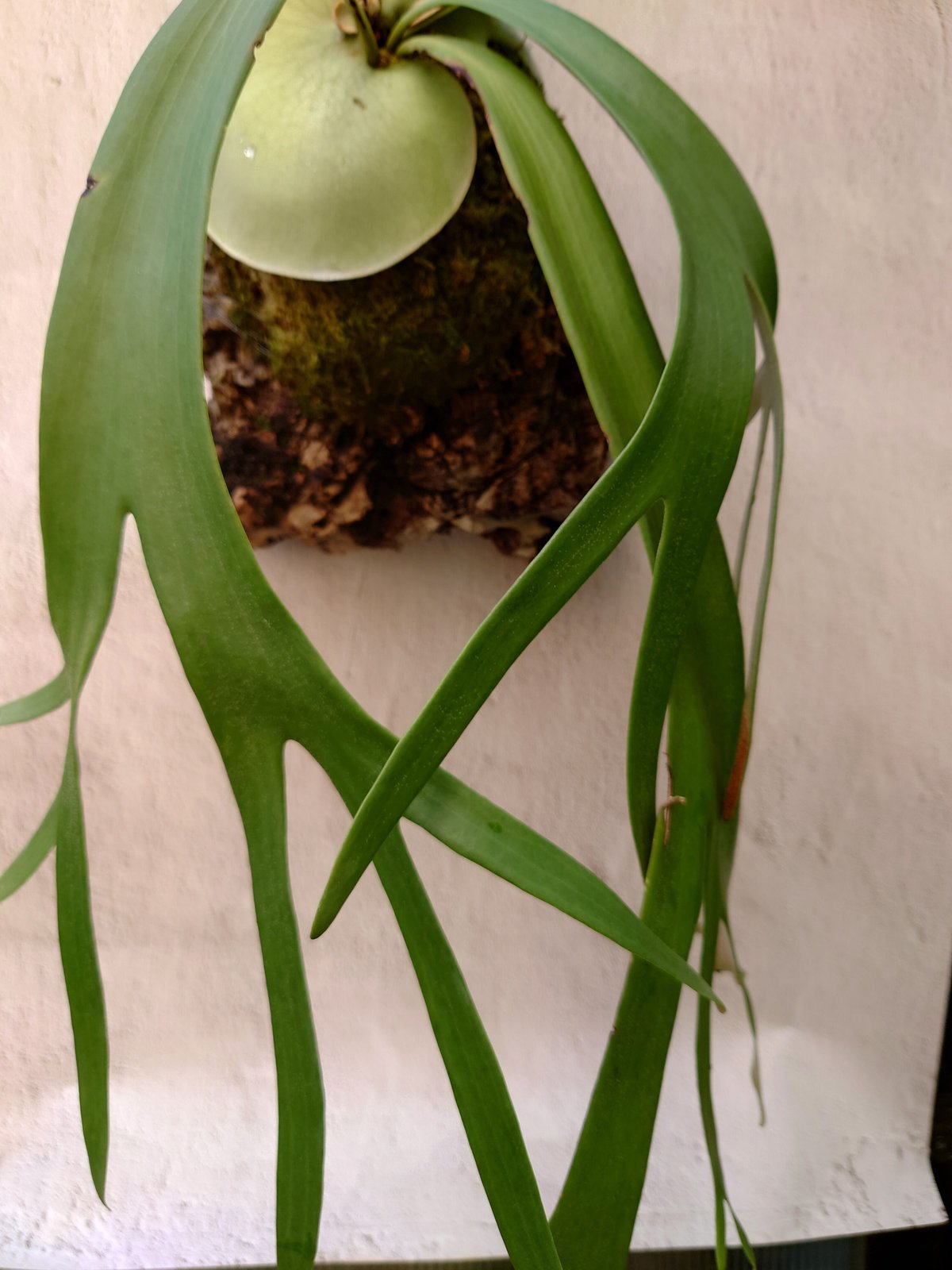 ビカクシダ ウィリンキーcv.インドネシア Platycerium ビカクシダ ウィリンキーcv.インドネシア Platycerium