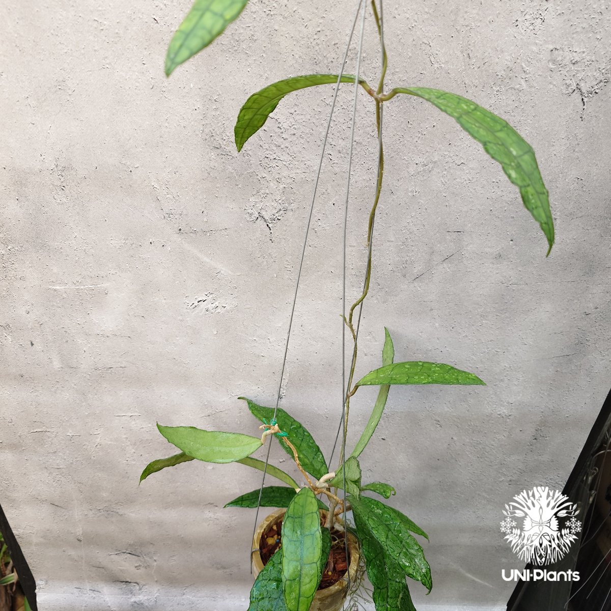 hoya ホヤ フィルラ ロング 4号 Hoya finlaysonii long leaves ホヤ フィンレイソニー ロング