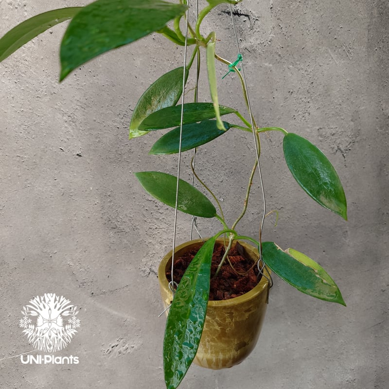 希少! Hoya pubicalyx 'black dragon ホヤ植物 ホヤの花 ホヤプビ