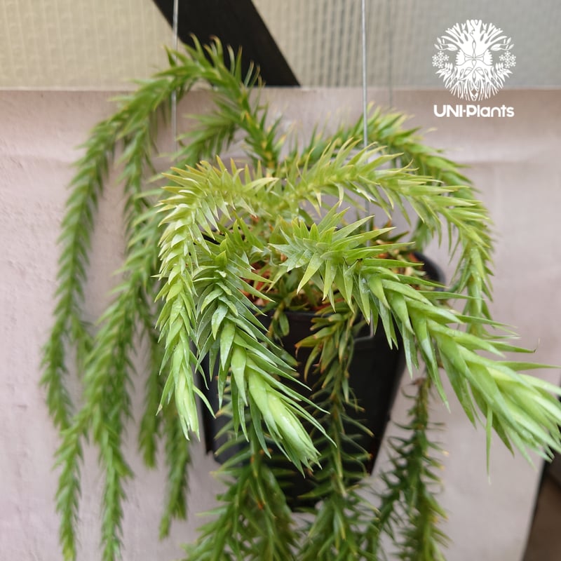 Phlegmariurus goebelii (=Huperzia goebelii) フレグ