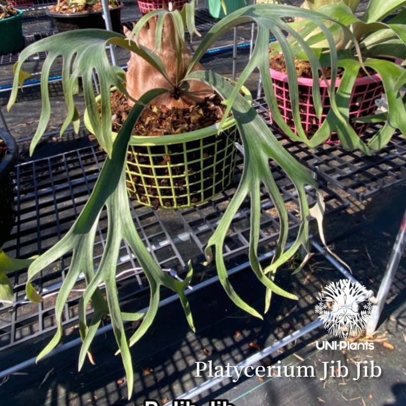 Platycerium Jib Jib (pup)(P. willinckii x P. bi