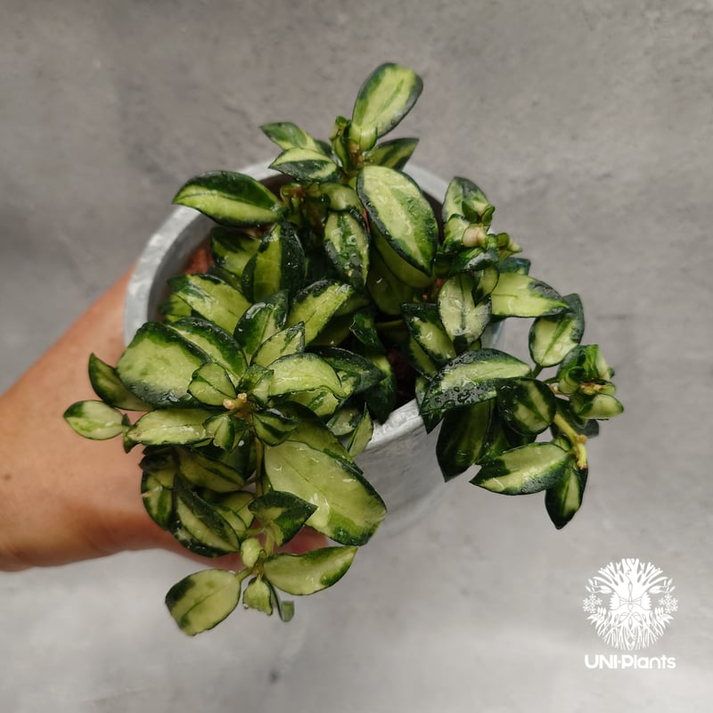 Hoya Lacunosa Bruno ホヤ ラクノーサ ブルーノ 斑入り ホヤ植物 ホヤ