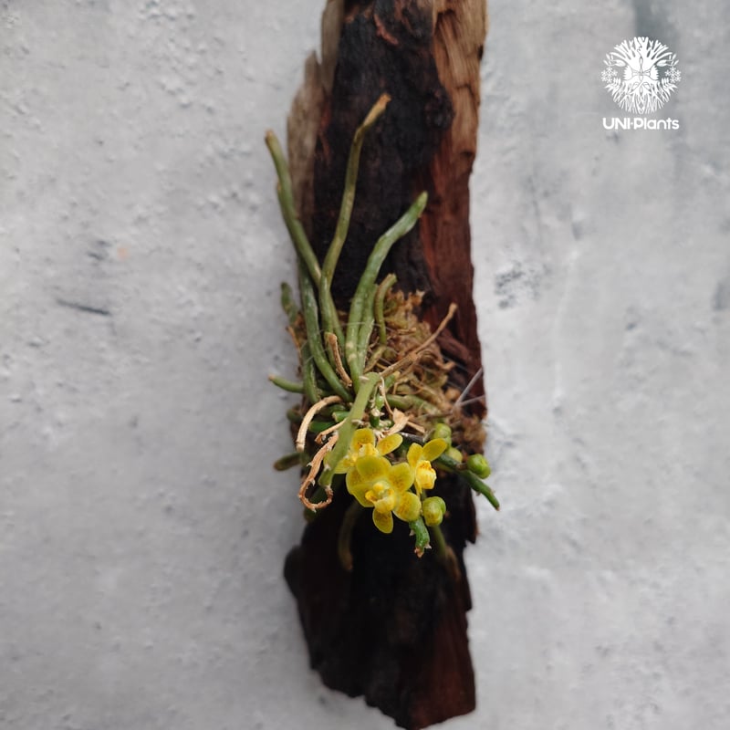 Chiloschista parishii `Nakornpanom` キロスキスタ パリシー