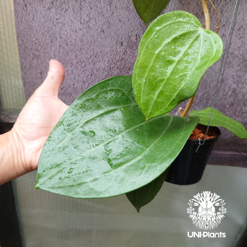 Hoya Latiforia ホヤ ラティフォリア とても大ぶり! ホヤ 植物 ホヤの