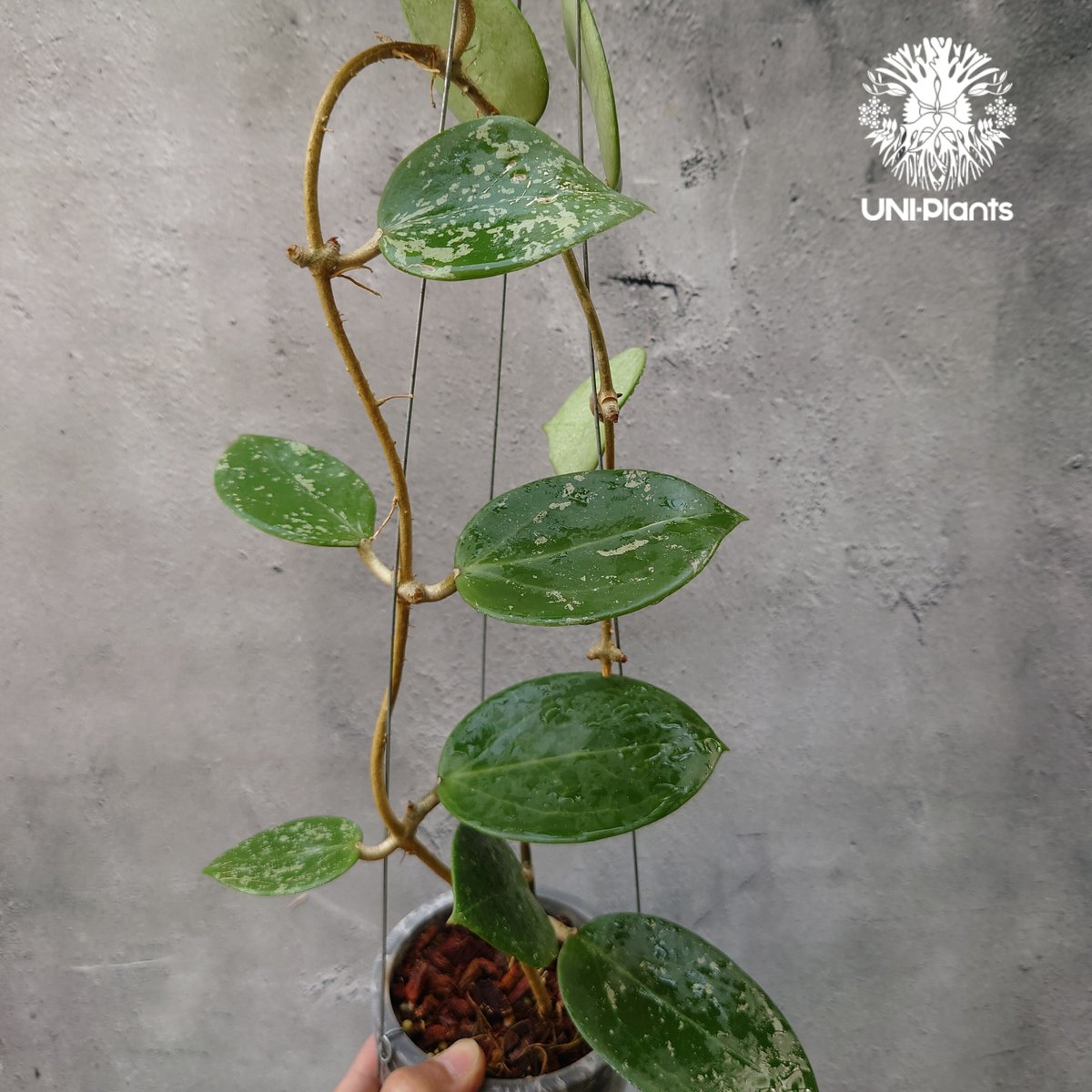 Hoya Parasitica Heart Leaves Splash ホヤ パラシティカ ハ