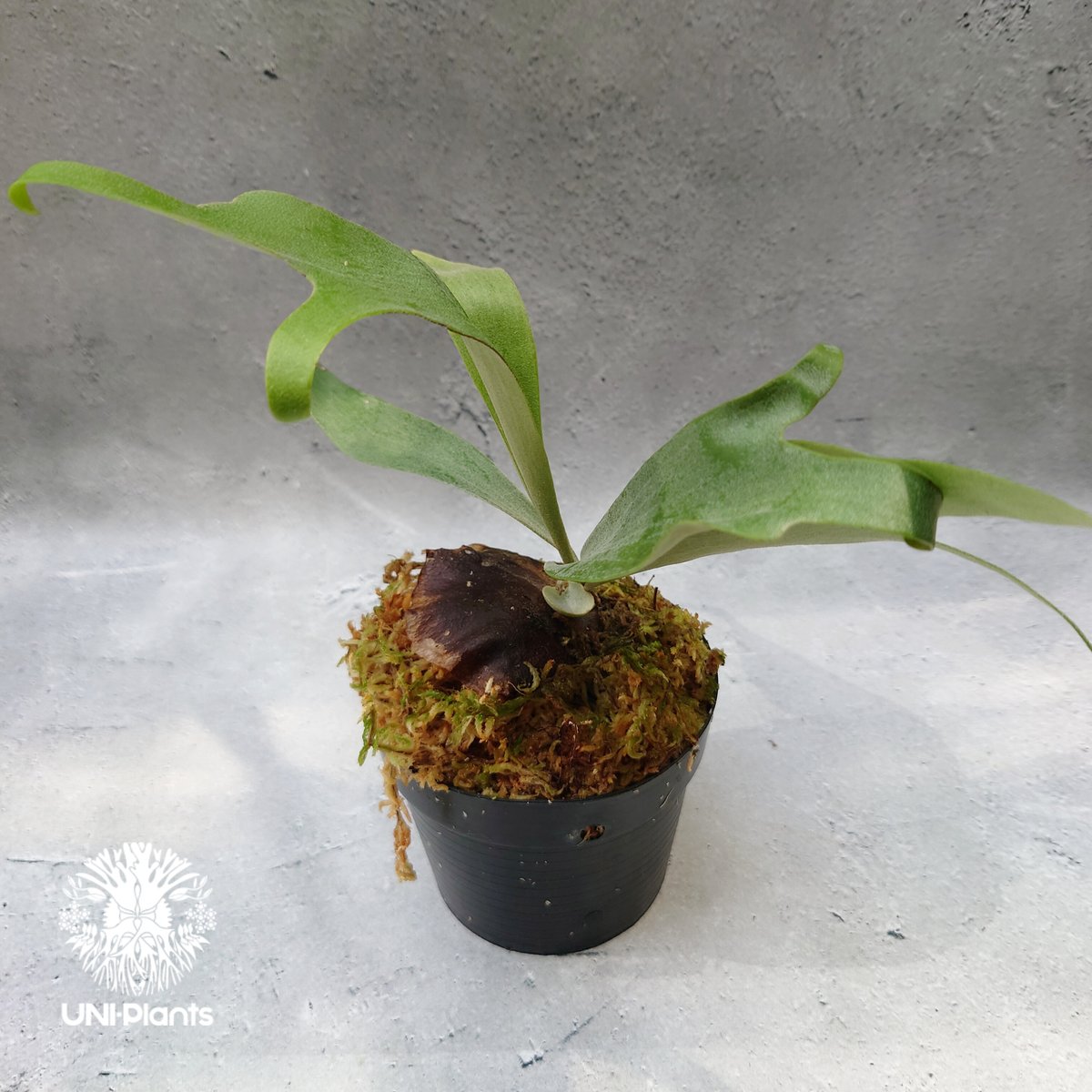 Platycerium Summer Breeze (P.Lemoinei x P.Bicor