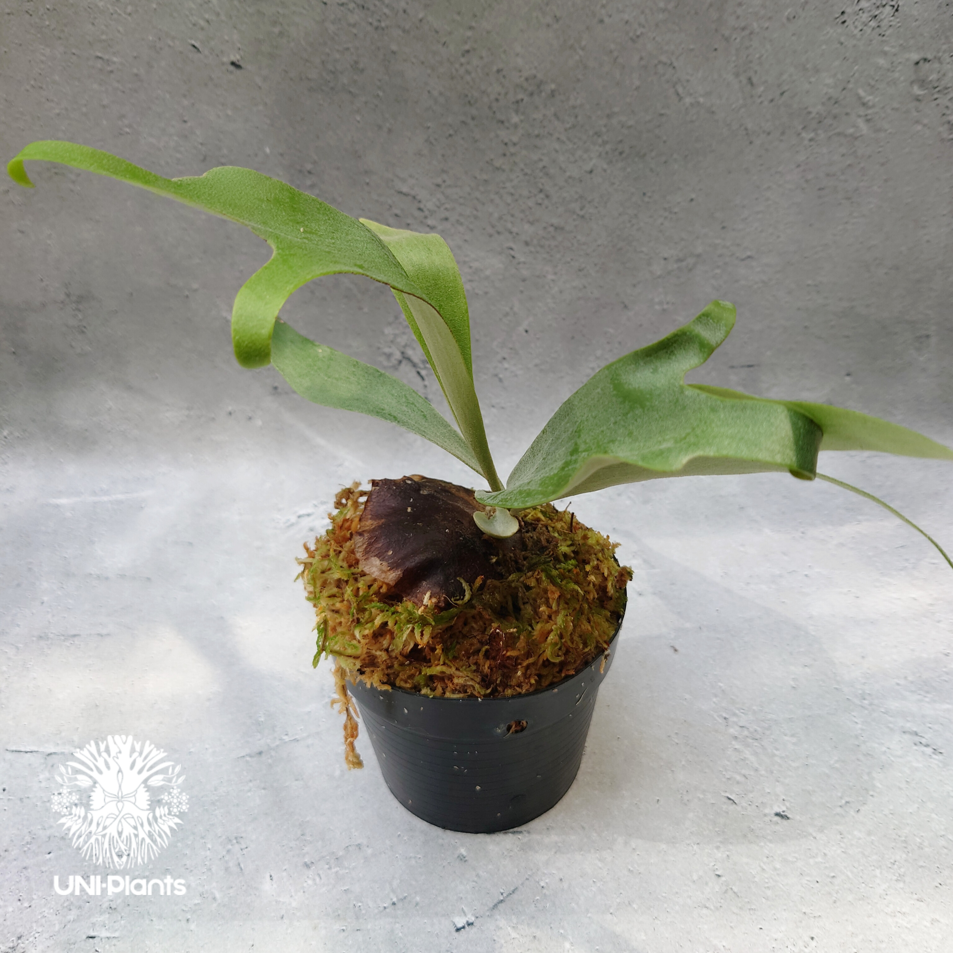 Platycerium Summer Breeze (P.Lemoinei x P.Bicor