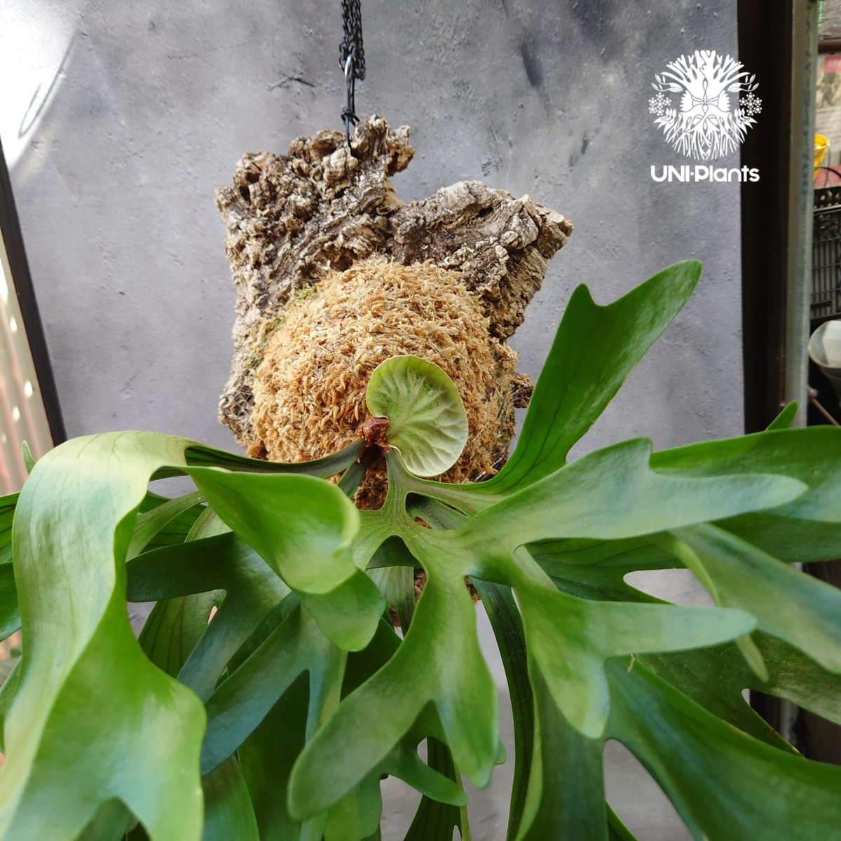 専用　コウモリラン ビカクシダ キッチャクード Platycerium mt.kitshakood コウモリ