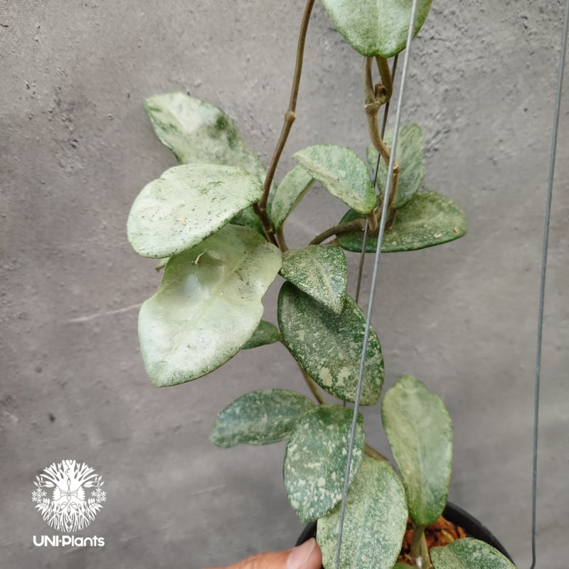 Hoya Carnosa Nova Ghost ホヤ カルノーサ ノバ ゴースト ホヤ 希少