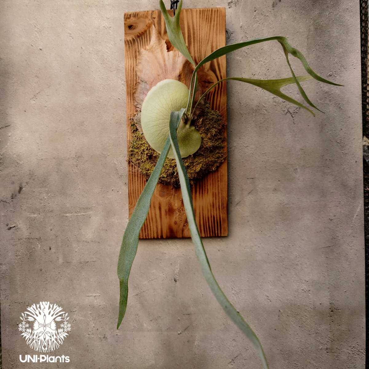 P. 'Blue Vista' ビカクシダ　親株　子株有 P. 'Blue Vista' ビカクシダ 親株 子株有 - メルカリ