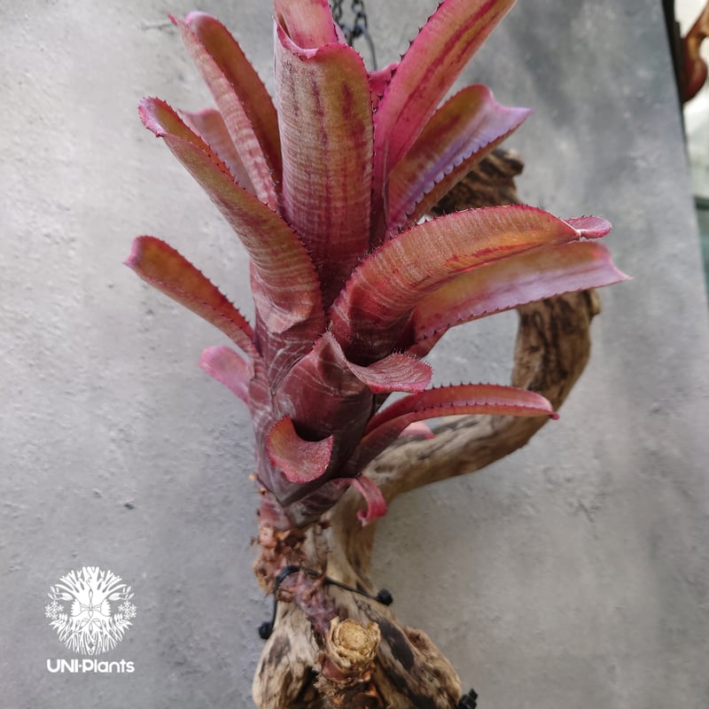 Aechmea nudicaulis Hybrid〔エクメア〕現品発送A178 送料無料】Aechmea nudicaulis 'Cranberry Frost'〔エクメア〕現品発送
