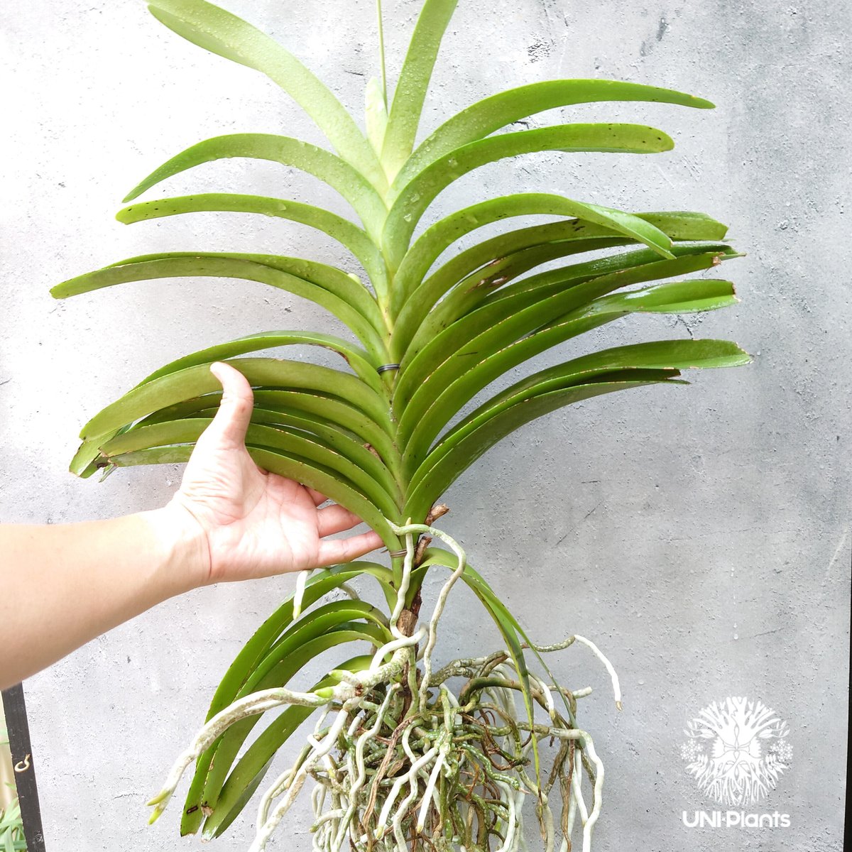 洋蘭 原種 バンダ V. foetida 開花株サイズ