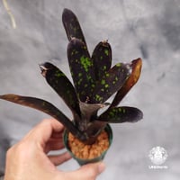 Neoregelia Nosferatu ネオレゲリア ノスフェラトゥ  Neoregelia ブロメリア  Bromeliad ブロメリア科ネオレゲリア属