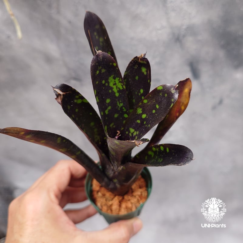 Neoregelia Nosferatu ネオレゲリア ノスフェラトゥ Neoregelia