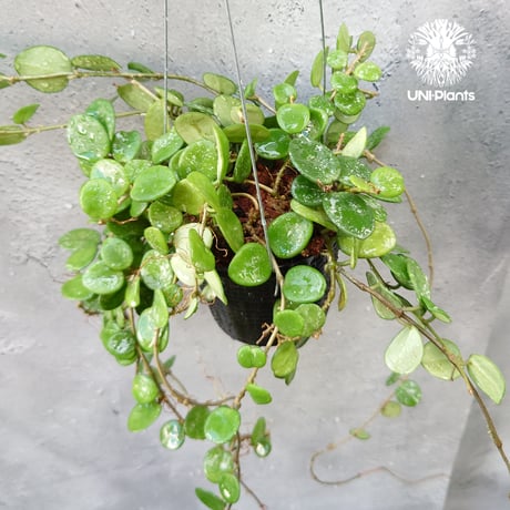 60 ホヤ マチルダ 中斑入り レア品種 訳あり 60 ホヤ マチルダ 中