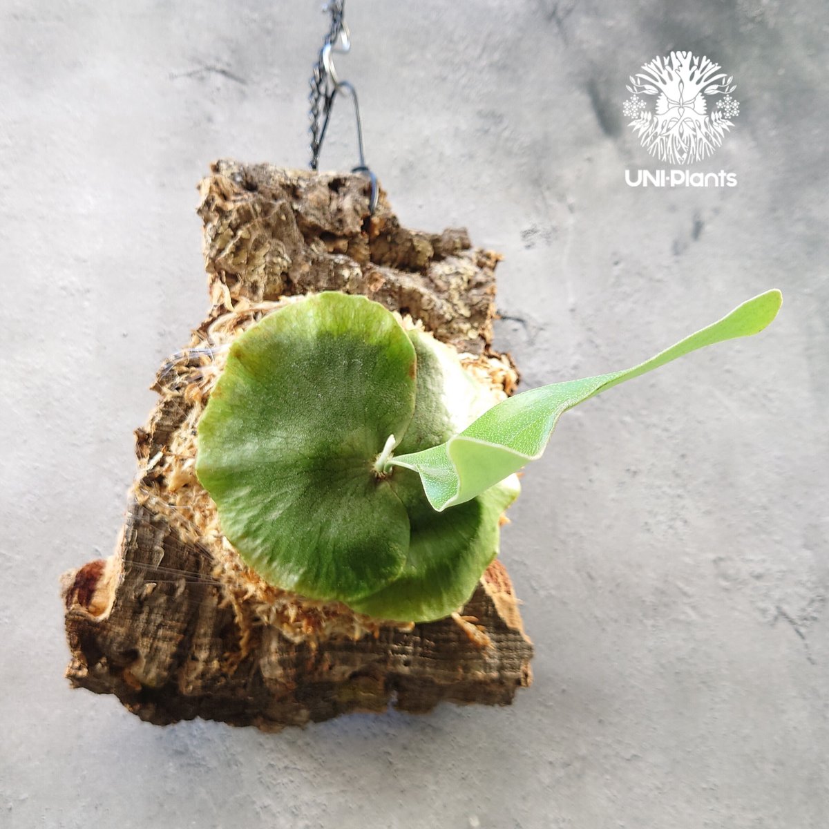 ビカクシダ アルシコルネ アフリカ×アルシコルネ マダガスカル hybrid