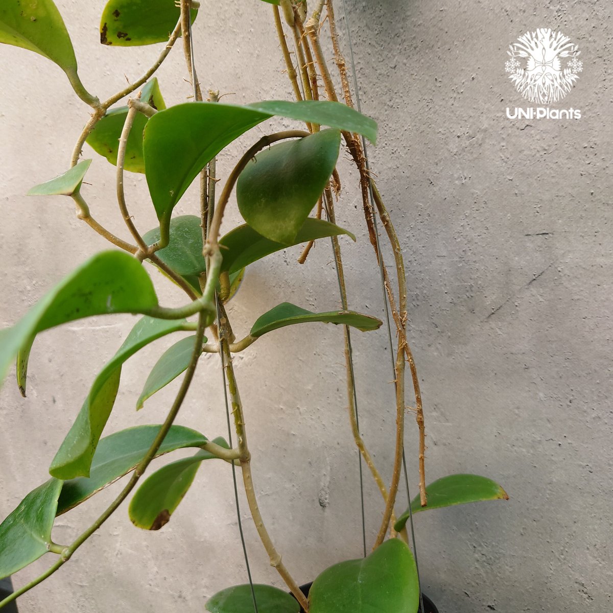 初入荷 希少! Hoya mindorensis pink dragon ホヤミンドレンシス