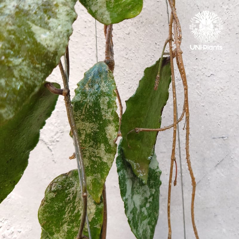 Hoya caudata gold ホヤ カウダータ ゴールド ホヤ植物 珍奇 珍しい