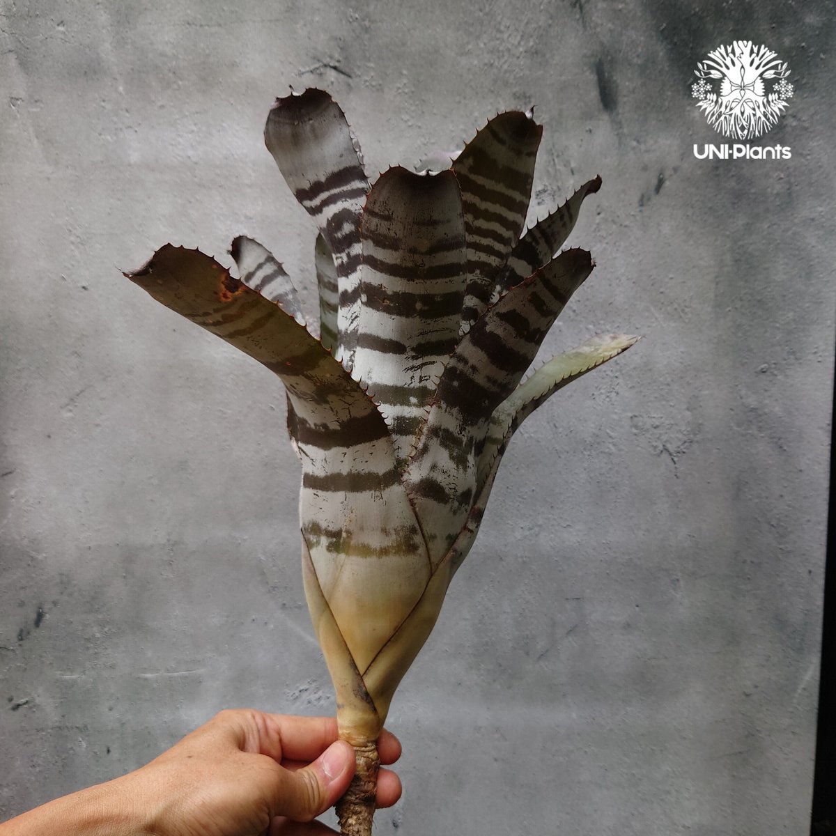 ブロメリア・エアープランツ Aechmea Black Ice variegated Aec. Chantinii Black Select A1 【artPLANTs/PLANTS GARAGE