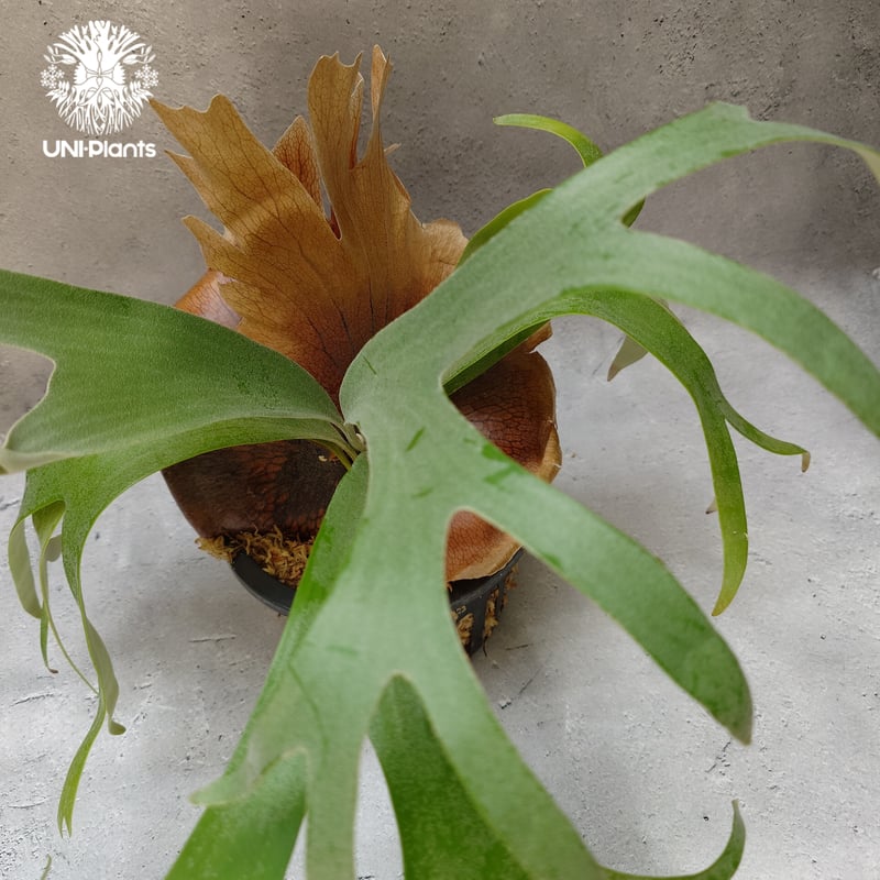 Platycerium Banna #A (pup) ビカクシダ バンナ #A (子株) ビカ