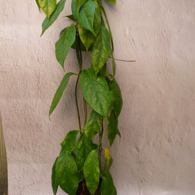 hoya cv joy 希少　レア品種 hoya cv joy 希少 レア品種 hoya cv joy 希少 レア品種 Hoya cv Joy