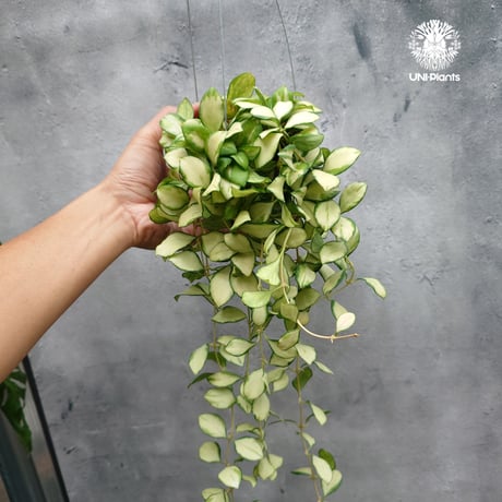 【タイ直輸入・希少】ホヤ ヘウスケリアナ バリエガータ｜珍品・着生植物・つる性植物｜Hoya Heuschkeliana variegata
