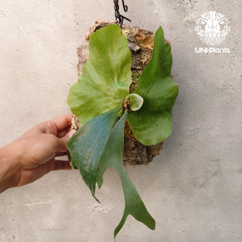 ビカクシダ ステマリア Platycerium stemaria コウモリラン ビカクシダ