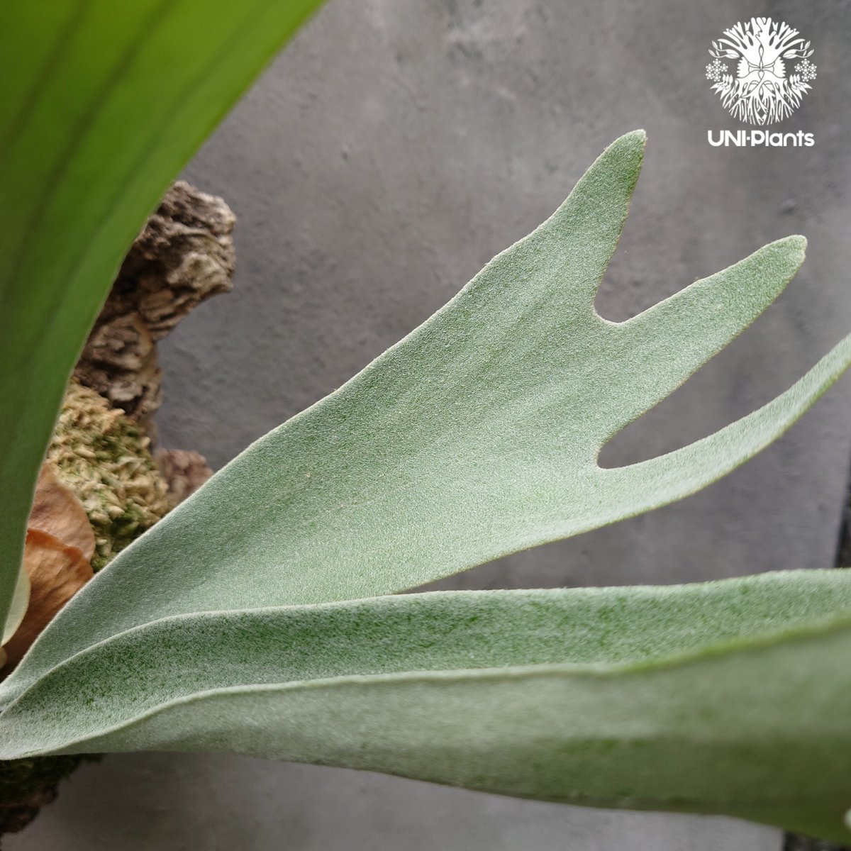 ビカクシダ ベイチー シルバーフロンド Patycerium veitchii cv