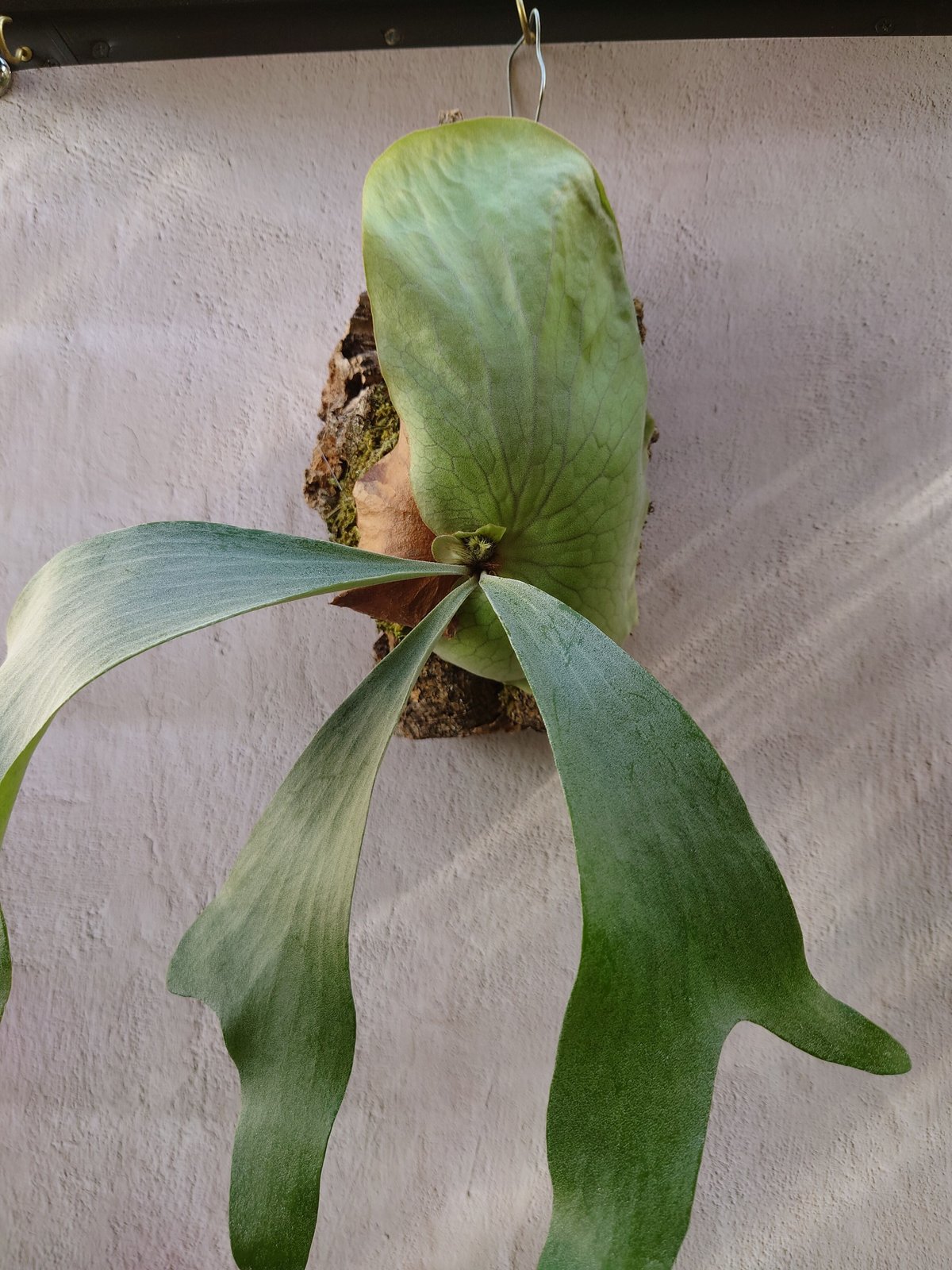 ビカクシダ ディバーシフォリウム X エレファントティス