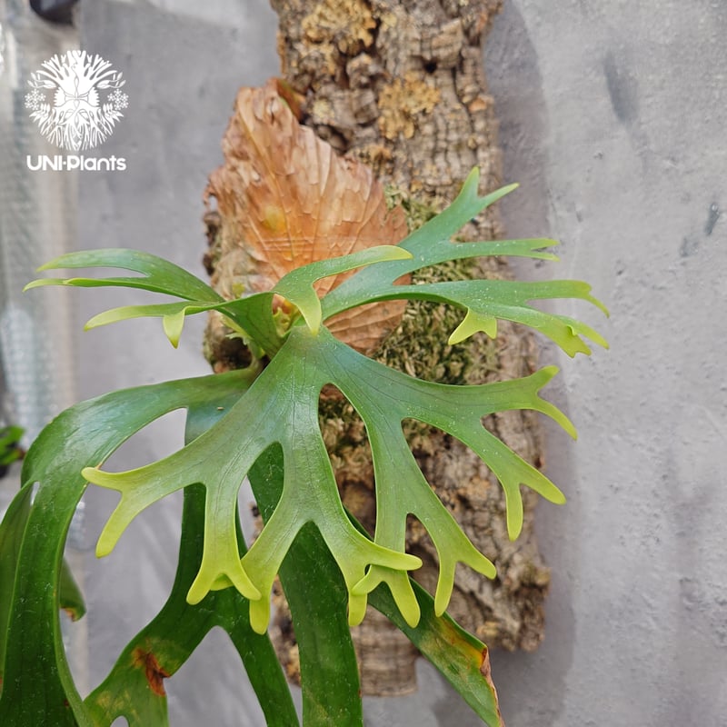 Platycerium coronarium ビカクシダ コロナリウム ビカクシダ