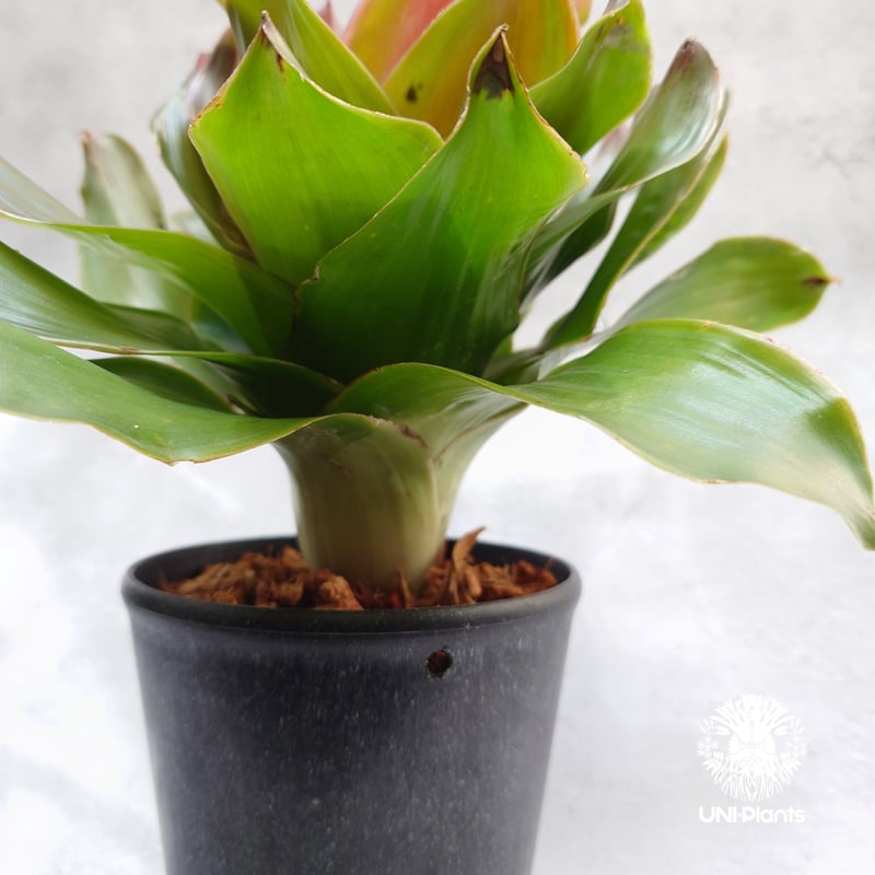 Neoregelia Medusa ネオレゲリア メデューサ Neoregelia ブロメリア