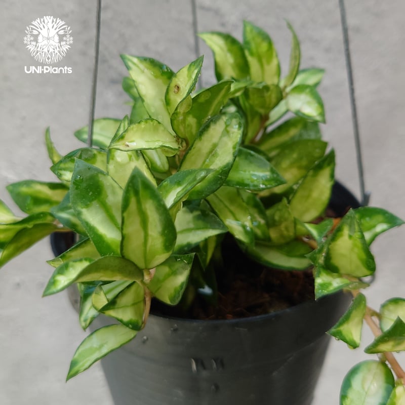 Hoya Lacunosa Bruno ホヤ ラクノーサ ブルーノ 斑入り ホヤ植物 ホヤ