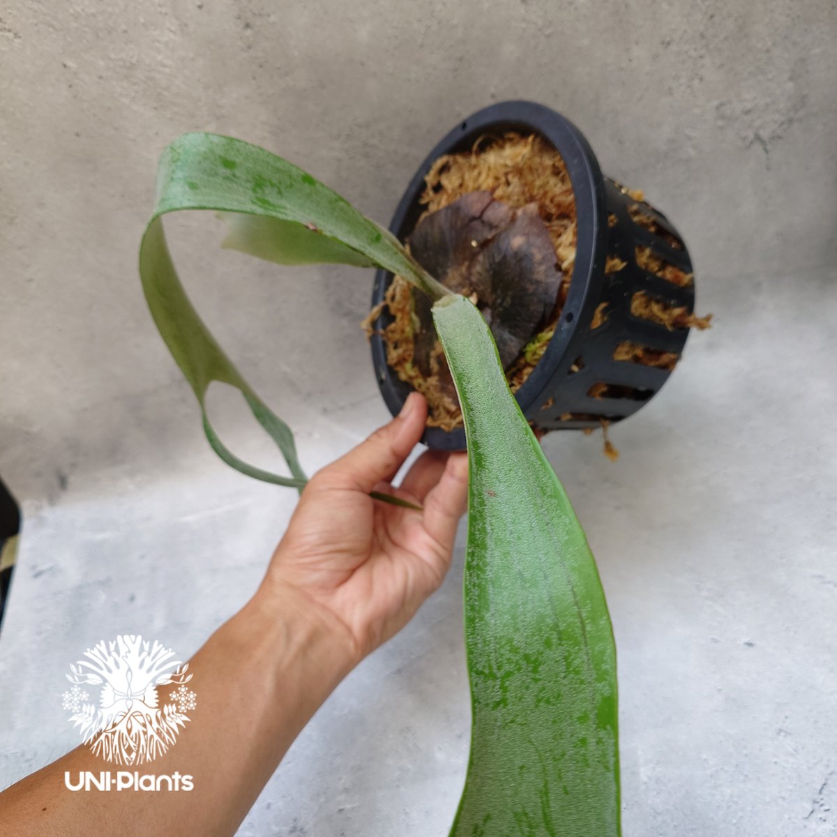 ビカクシダ　Paul Wespa ポールウェスパ　親株サイズ P.Paul Vespa 【artPLANTs】ビカクシダ/Platycerium | artPLANTs