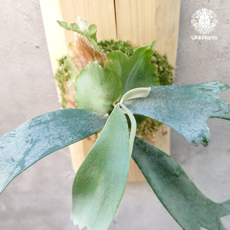 Platycerium willinckii wild East Java (pup) ビカク