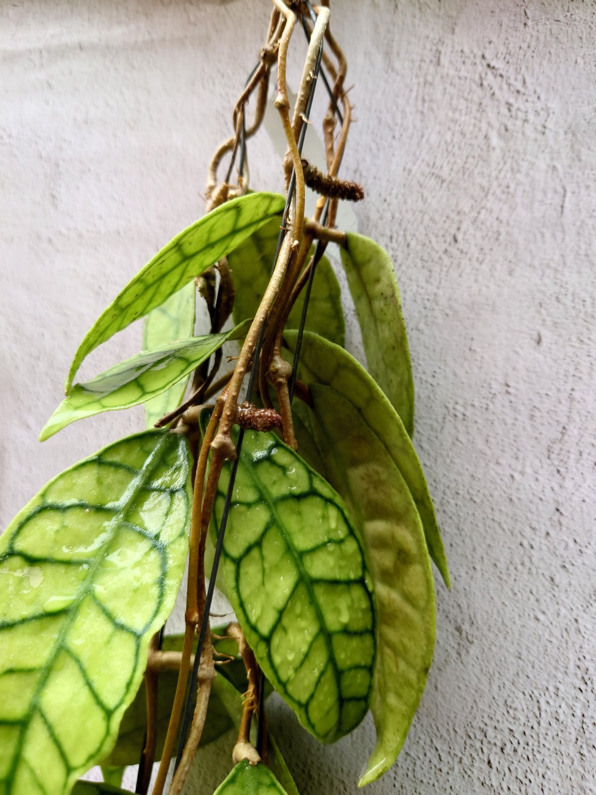 HOYA・ホヤ・Larisa・開花中・花座あり ホヤの花 2024-③ - まつこの庭