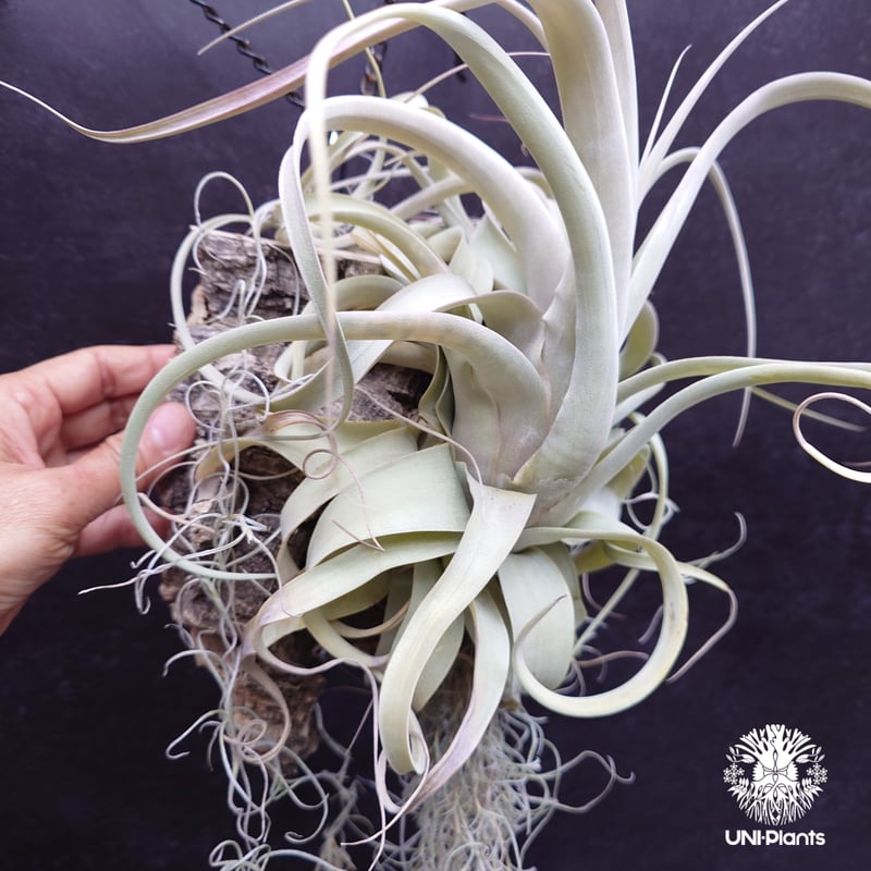 Tillandsia xerographica チランジア・キセログラフィカ インテリア