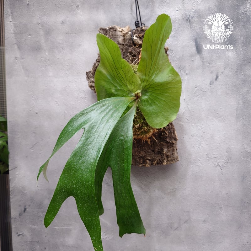 ビカクシダ ステマリア Platycerium stemaria ビカクシダ原種 シダ植物