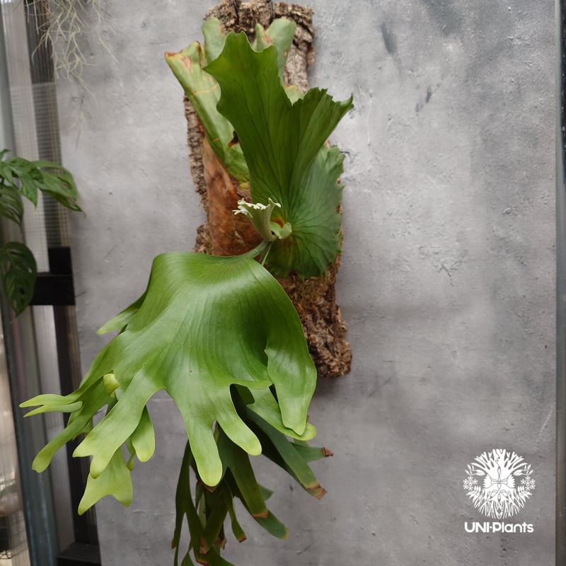 ビカクシダ　コロナリウム〔Thinthin〕コルク付け3 ビカクシダ コロナリウム〔Thinthin〕コルク付け3 ビカクシダ