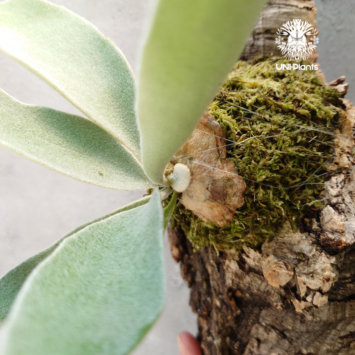 ビカクシダ ベイチー Patycerium veitchii コウモリラン ビカクシダ ベイチー Patycerium veitchii コウモリラン