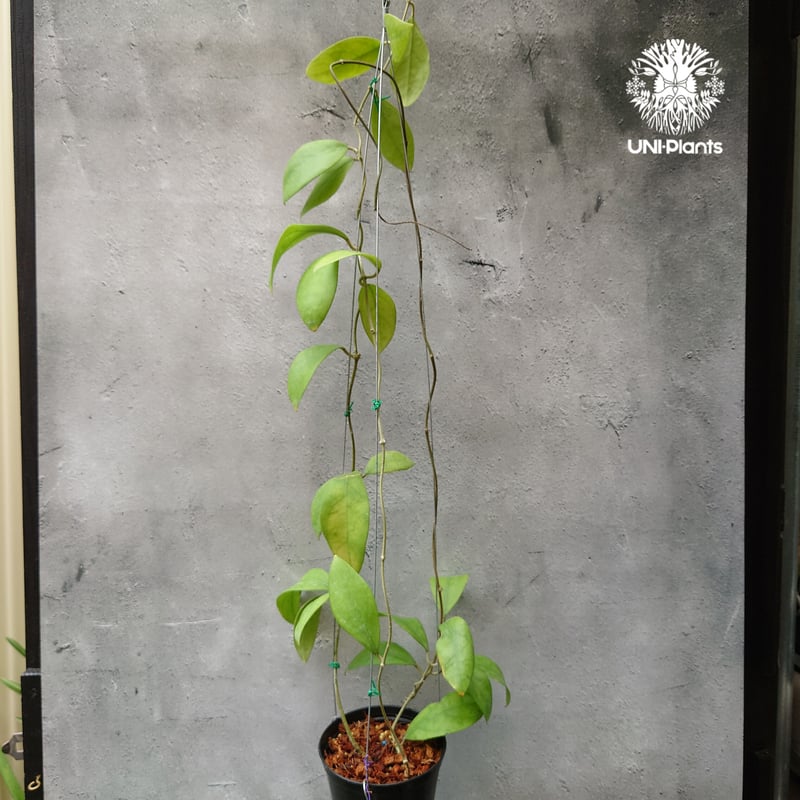 初入荷 希少! Hoya mindorensis dark ホヤミンドレンシス ダーク ホヤ植
