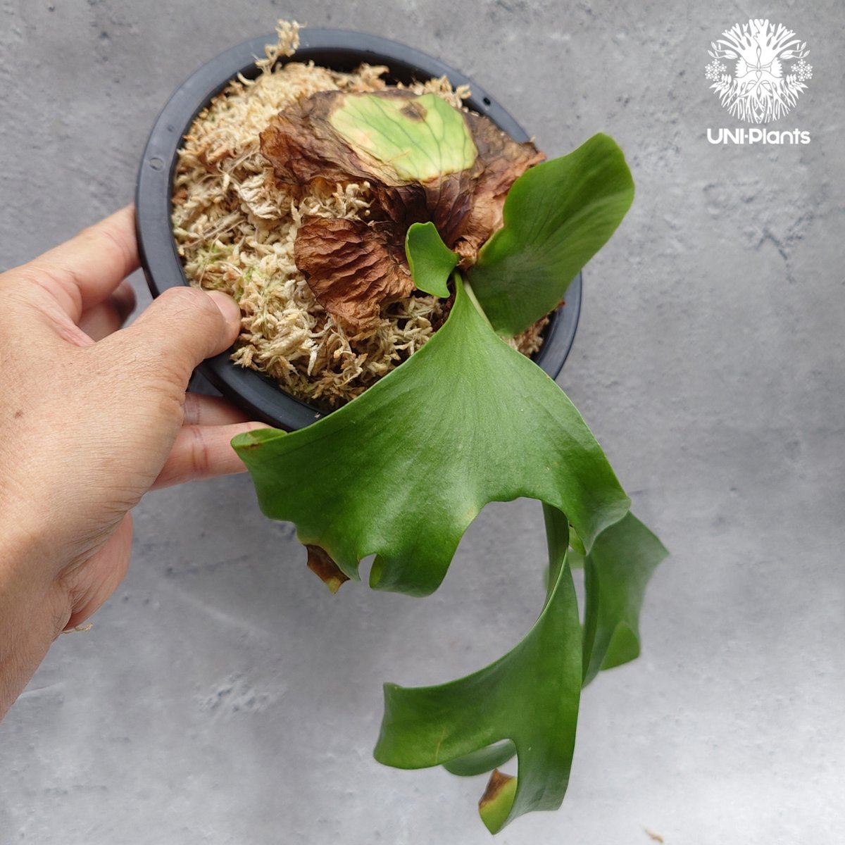 Platycerium coronarium ' Lesasha ' ビカクシダ コロナリウム