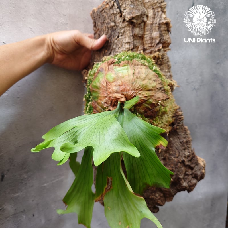 ビカクシダ コロナリウム Platycerium coronarium⑮ Platycerium coronarium ビカクシダ コロナリウム ビカクシダ