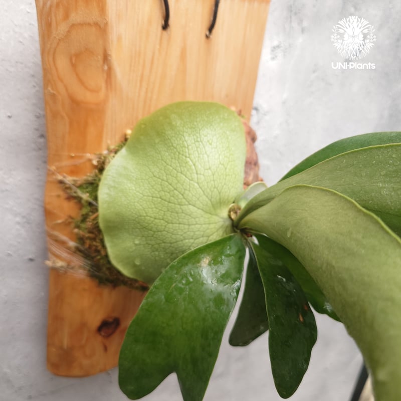 Platycerium Balaen ビカクシダ バレーン Platycerium hilli