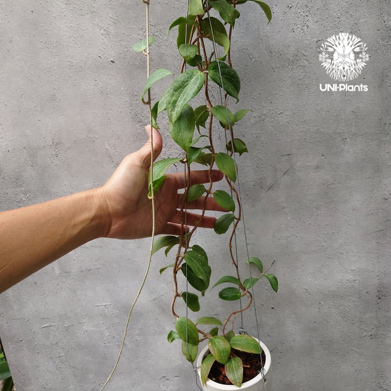 その他観葉植物 HOYA griffitchii Hoya Fitchii orange flower (short leaves) ホヤフィッ