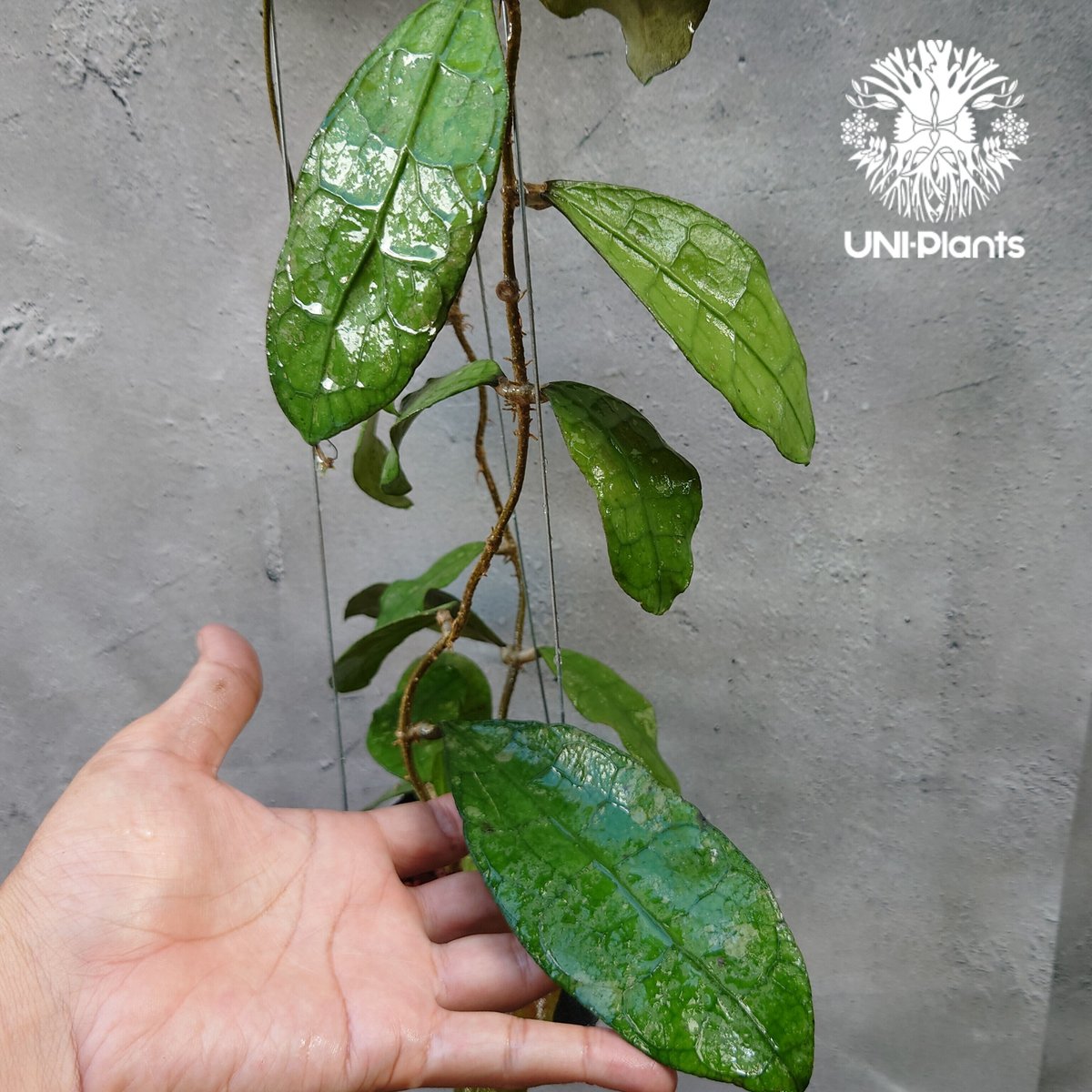 HOYA・ホヤ・Clandestina yellow・このまま発送 HOYA・ホヤ・Clandestina yellow・このまま発送 HOYA・ホヤ