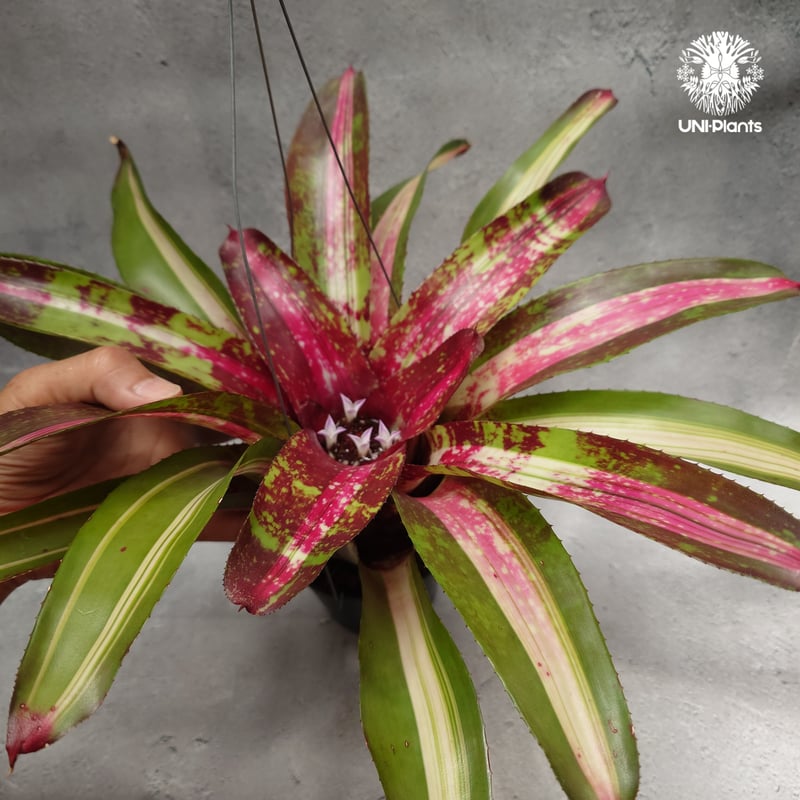 Neoregelia Predatress ネオレゲリア Neoregelia ブロメリア B