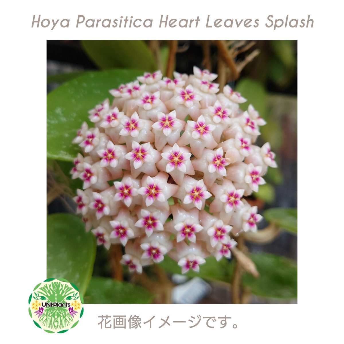 Hoya Parasitica Heart Leaves Splash ホヤ パラシティカ ハ Hoya Parasitica Heart Leaves Splash ホヤ パラシティカ ハ