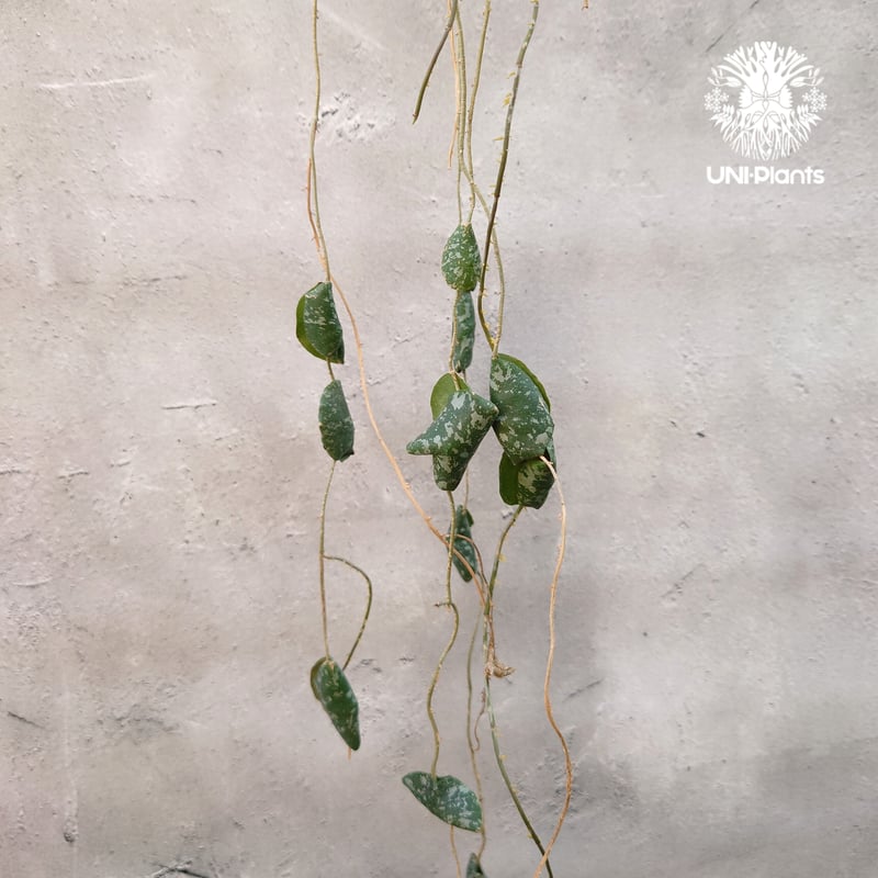 超ロング Hoya Imbricata ホヤ インブリカータ ホヤ植物 ホヤの 超ロング Hoya Imbricata ホヤ インブリカータ ホヤ植物 ホヤの